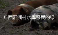 广西泗洲村水库移民的绿色致富路 从“靠水吃水”到“文旅兴村”